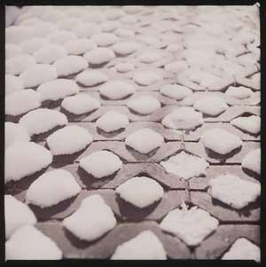 Hagel-Pflanzen